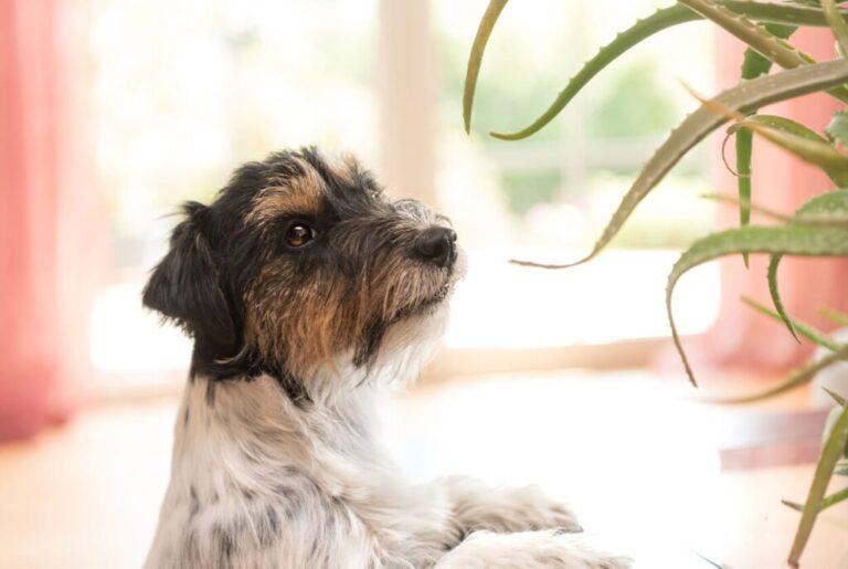 What You Need to Know About Using Aloe Vera for Dogs